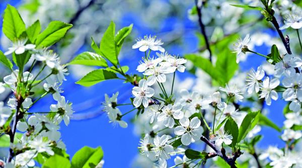 terapie cu muguri de plante