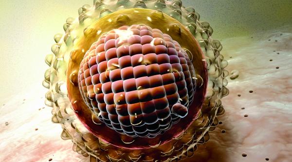 vhb virusul care vine si nu mai pleaca