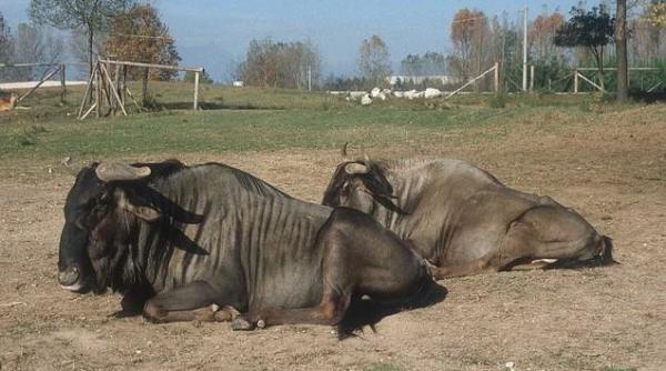 barlad bivolii de la zoo scosi la licitatie din cauza crizei