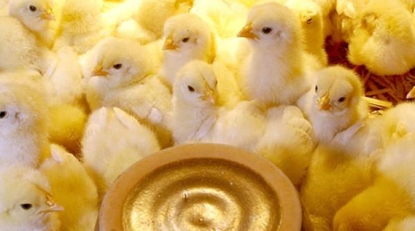 puii de gaina cu cioc de papagal ii