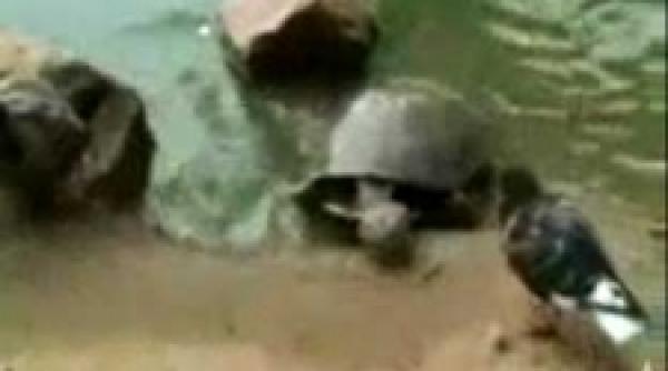 testoasa la vanatoare de porumbei