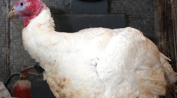 big 6 cu plumb in pene la braila