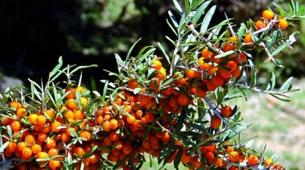 catina regenereaza pielea