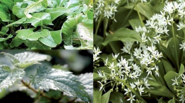 la masa cu leurda urzici si stevie