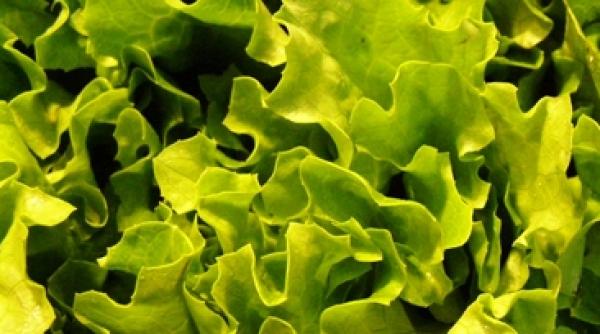 mananca inteligent salata verde