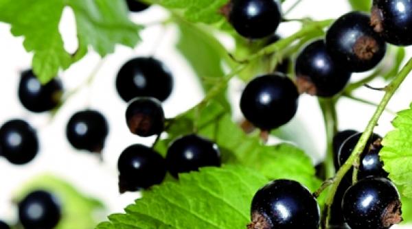 remedii naturale contra cistitei