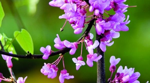 arbusti decorativi de primavara