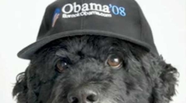 bo cainele de la casa alba