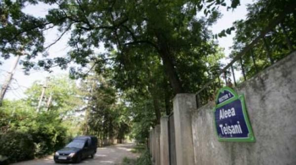 la marginea padurii baneasa cresc vile