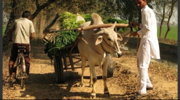 sinucidere ecologica