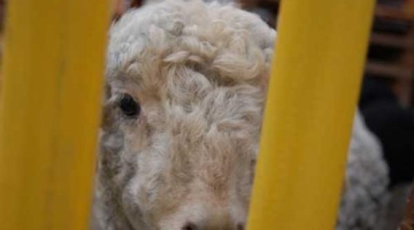 un te duci tu mielule