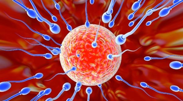 sarcina fara embrion