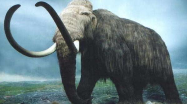 mamut lovit de meteoriti