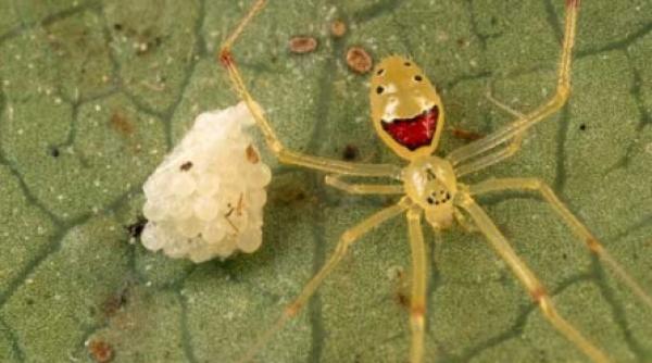 happy face spider