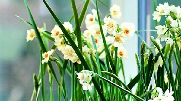 aranjamente cu narcise si fritillaria