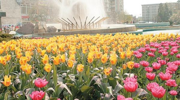 lalelele lui luigi ionescu