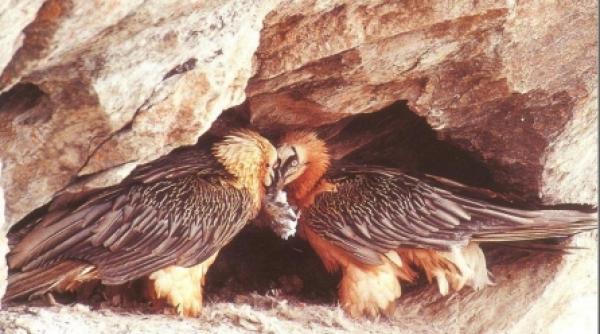 pestera topolnita specie de vultur redescoperita la 80 de ani de la disparitie