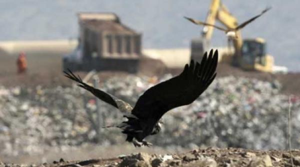 mortaciuni pe saturate vulturi ioc