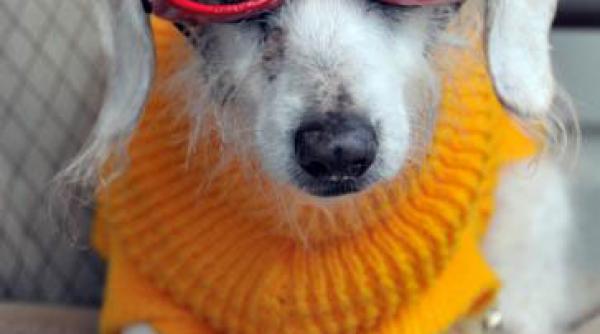 chanel cel mai batran caine din lume foto