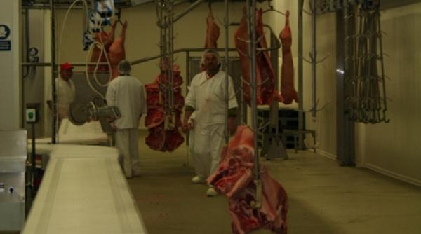 porcul de banat gripat de new york times