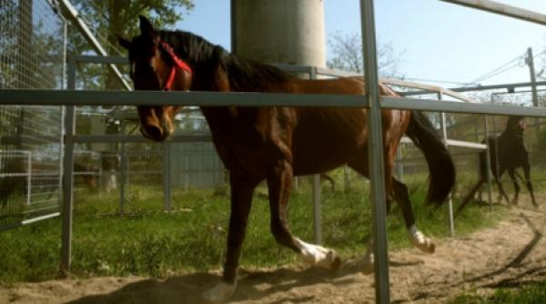 caii de rasa dati la rechini