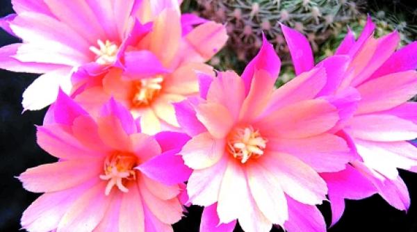 sezonul cactusilor in floare