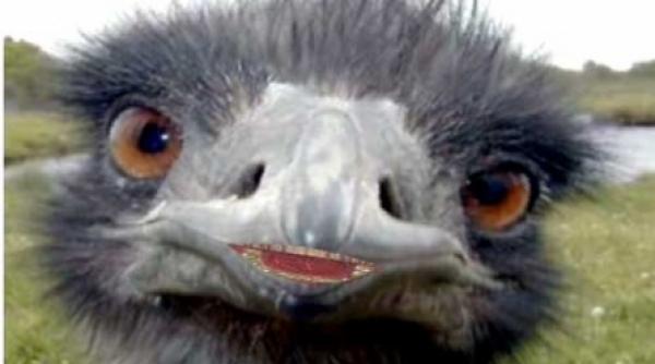 horoscop zodii pasarele fixuri si obsesii