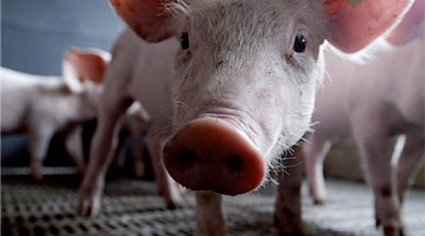 gripa a din celula de criza a oms