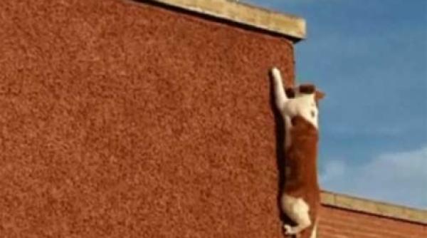 concurent pentru spiderman spidercat