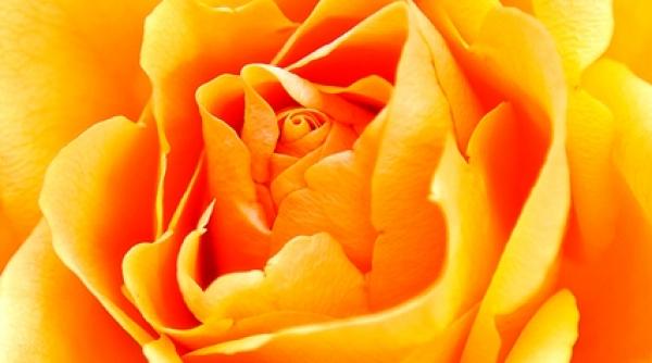 trandafirul combate durerile dentare