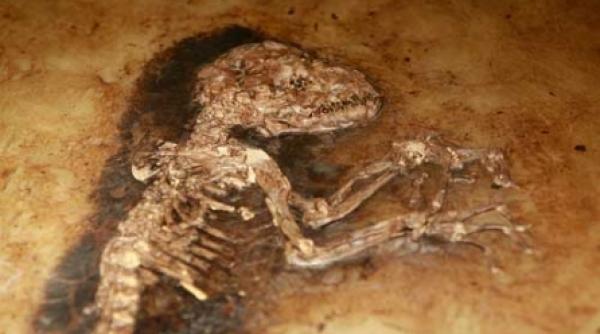 veriga lipsa dintre primate si om descoperita in germania