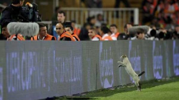 in terenul cui a fost pisica