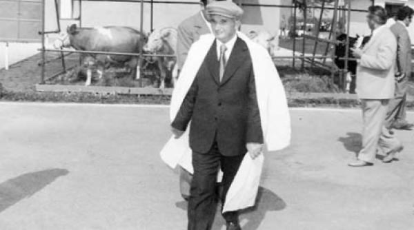 de ce a murit vitelul mai bine mureai tu