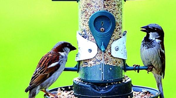 casute si hranitoare pentru pasari