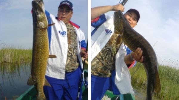 cum se pupa stiuca n bot