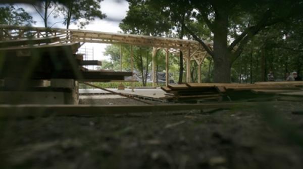 bamboo in parcul herastrau