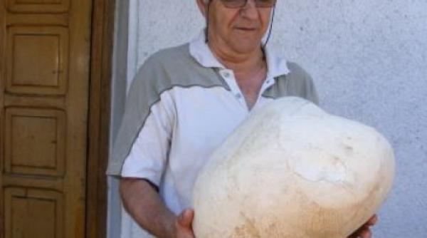 ciuperca gigant intr o gradina de zarzavat