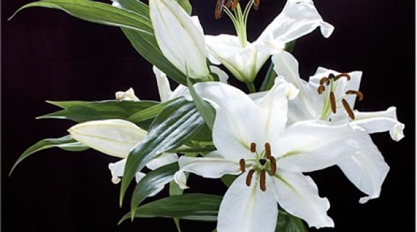 petale de crin impotriva cearcanelor