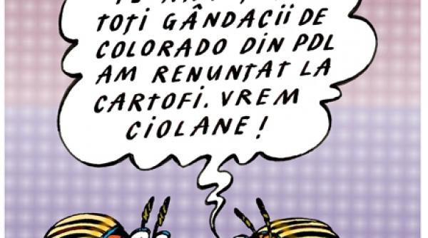 starpirea politica a gandacilor de colorado