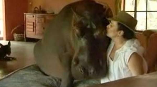 jessica un hipopotam de dormitor