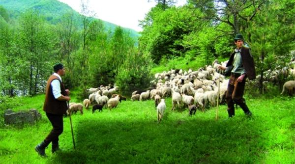 traditiile oieritului