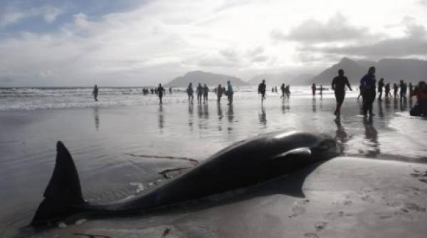 africa de sud zeci de balene au esuat pe o plaja 30 au fost eutanasiate