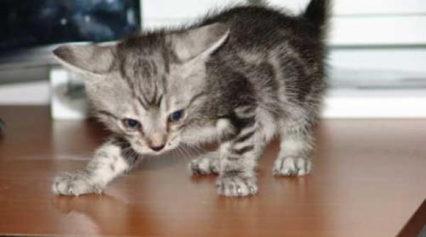 dan voiculescu salvati motanul felix