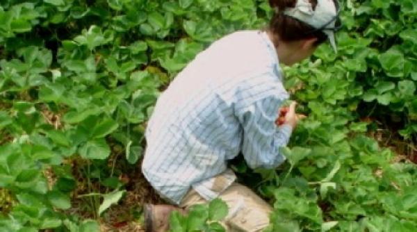 sclavie in fermele alsaciene de capsuni