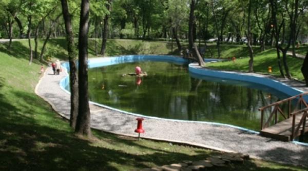 taierea copacilor platita scump