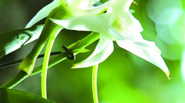 apreciati orhideele botanice