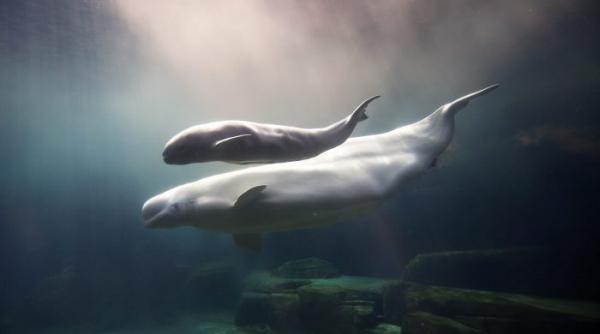 cum se naste un pui de balena