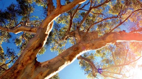 masaj cu ulei de eucalipt