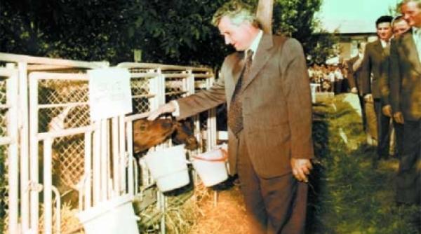 vacile stateau in grajdurile cap urilor precum cartile in biblioteca