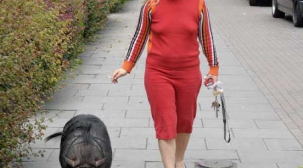 paloma un porc de apartament